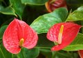 Anthurium