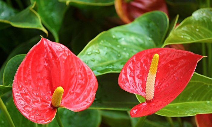 Anthurium