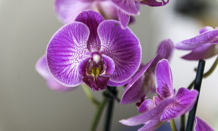 Orchidej