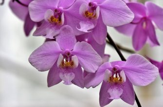 Orchidej