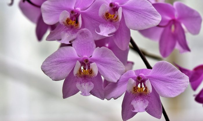 Orchidej