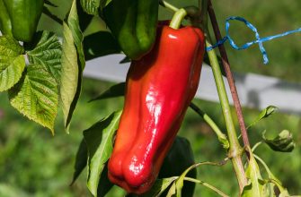 Paprika