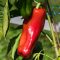 Paprika