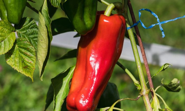 Paprika