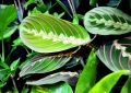 Maranta