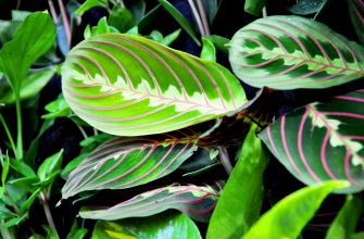 Maranta