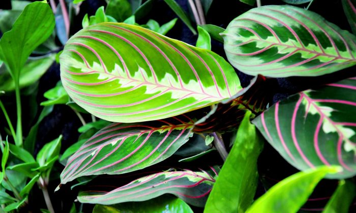 Maranta