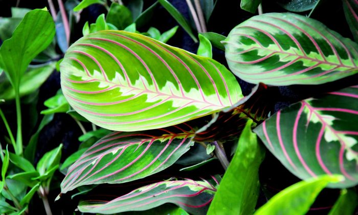 Maranta