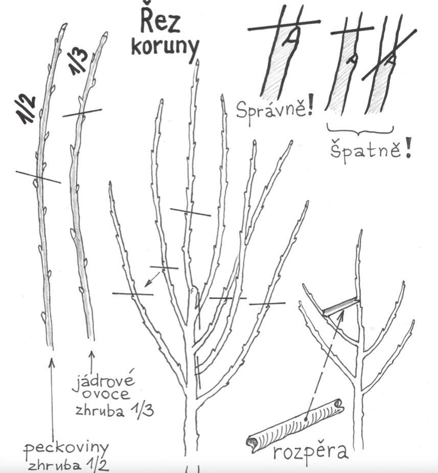 Řez koruny stromu