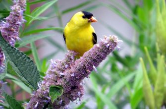Agastache