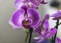 Orchidej