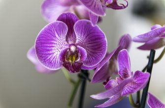 Orchidej