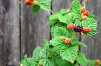 Loganberry