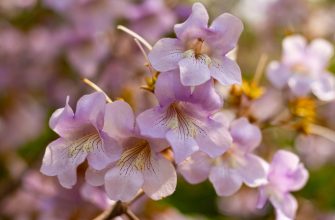 Paulownia