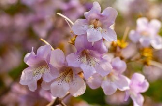 Paulownia