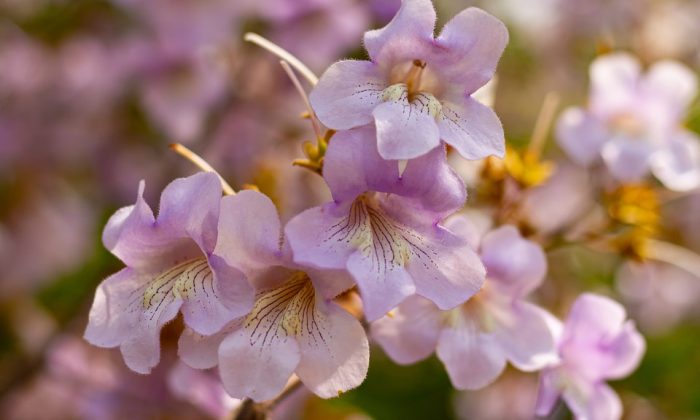 Paulownia