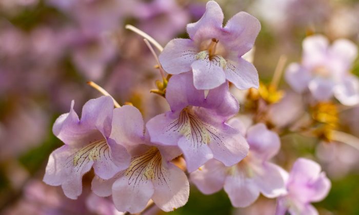 Paulownia