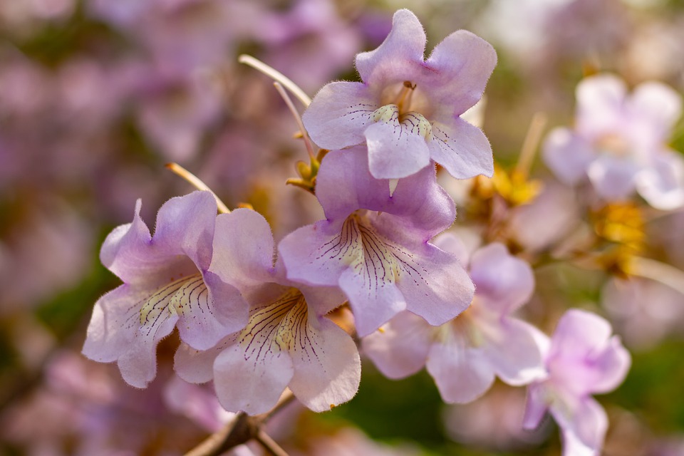 Paulownia