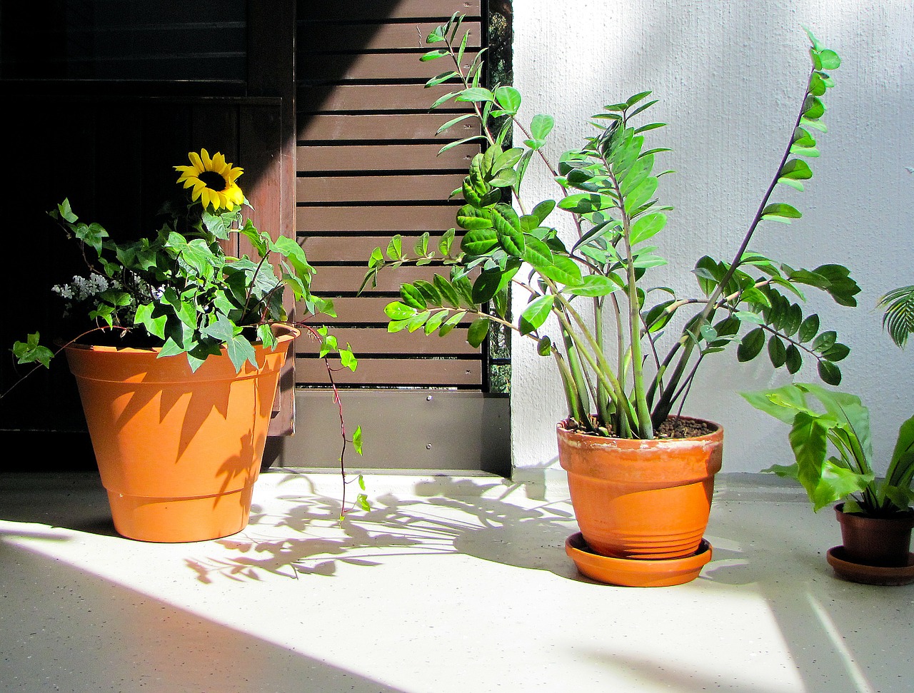 Zamioculcas