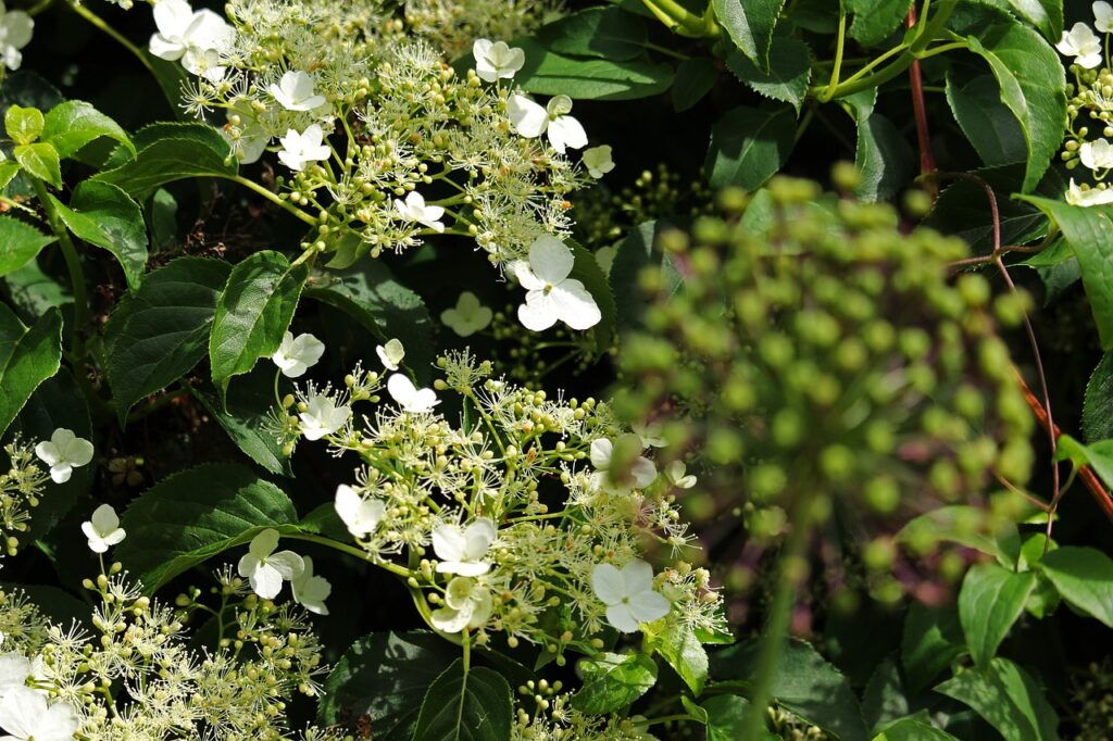 Popínavá hydrangea