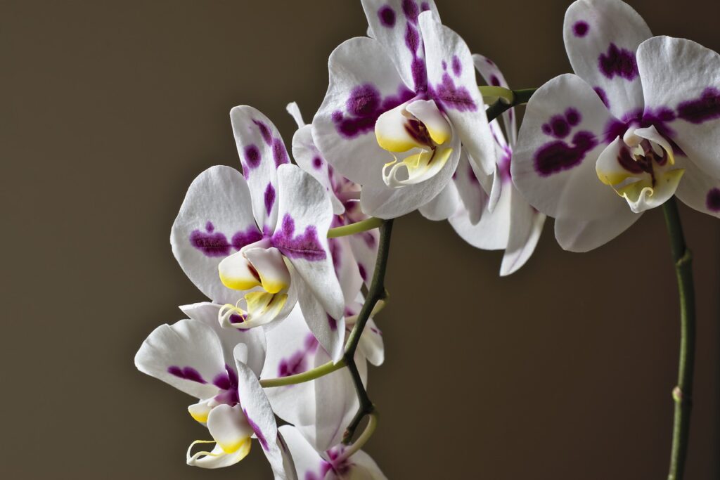 Orchidej