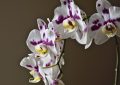 Orchidej