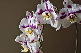 Orchidej