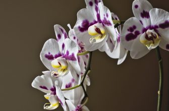 Orchidej