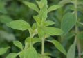 Oregano