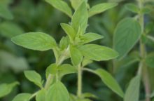 Oregano, léčivka, bylinka, grilování, tip, zdraví