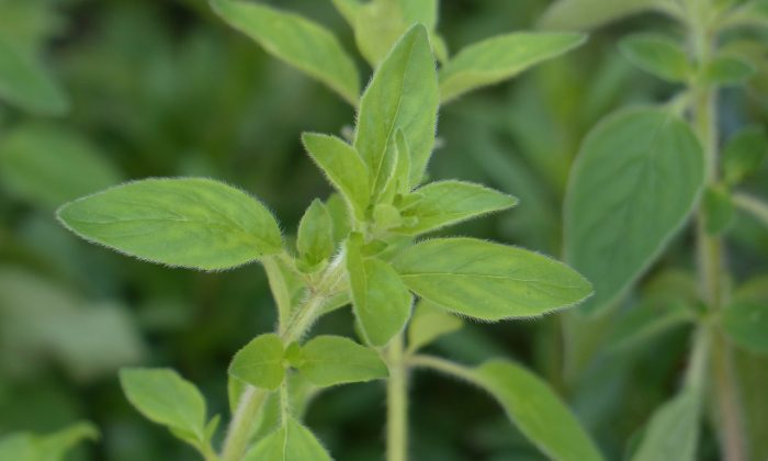 Oregano