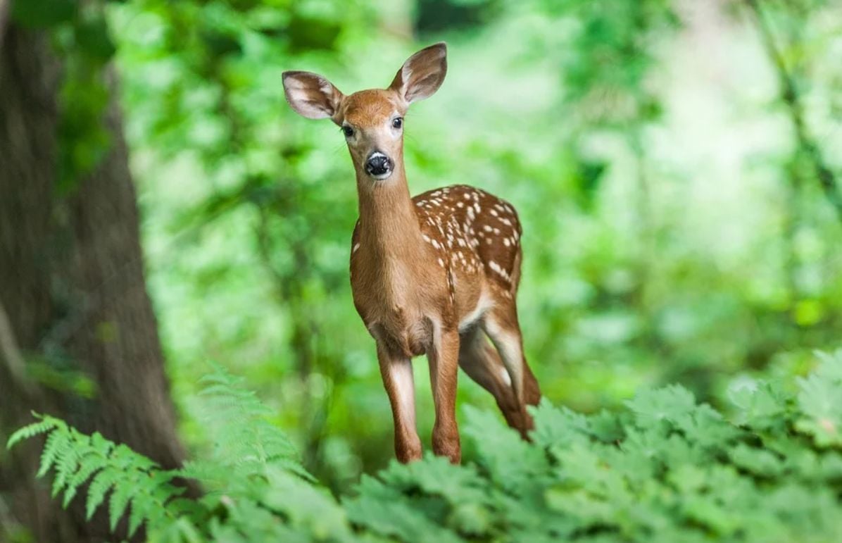 Srnka Také na zimu přilepšujete zvířátkům
