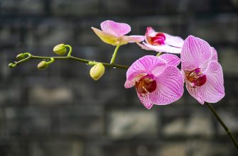 Orchidej