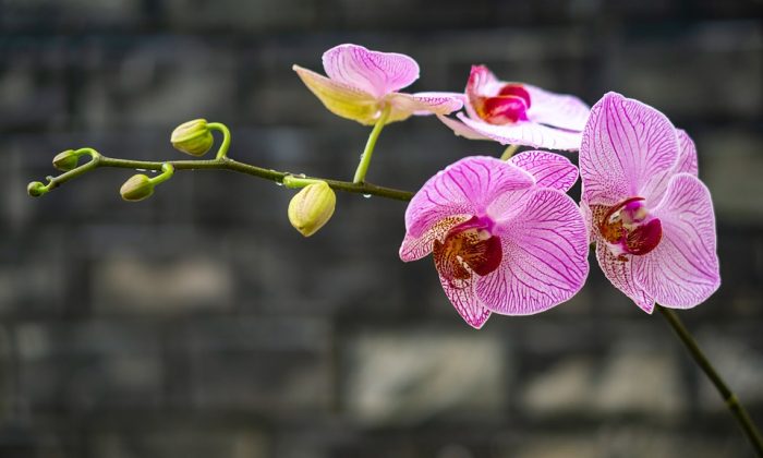 Orchidej