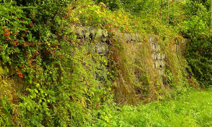 Křoví