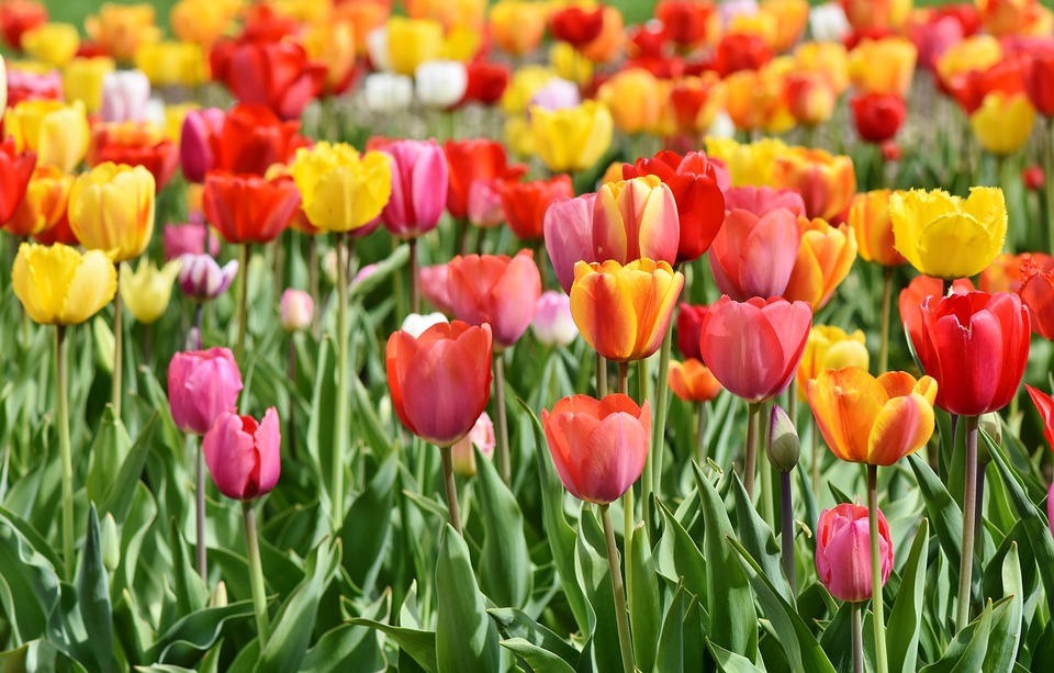 Tulipán