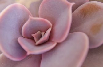 Echeveria