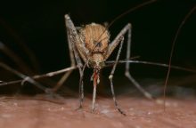 Jeden plátek citronu zajistí klidnou noc