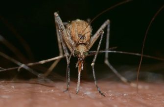 Jeden plátek citronu zajistí klidnou noc
