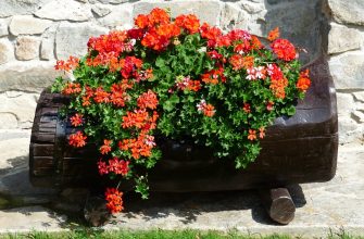 Pelargonium