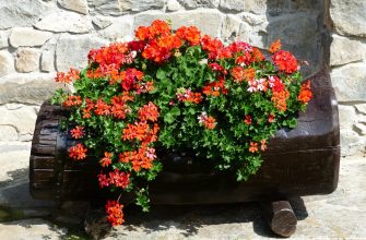 Pelargonium