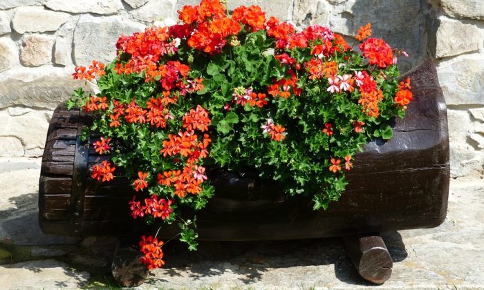 Pelargonium