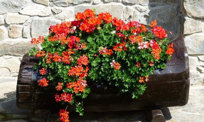 Pelargonium