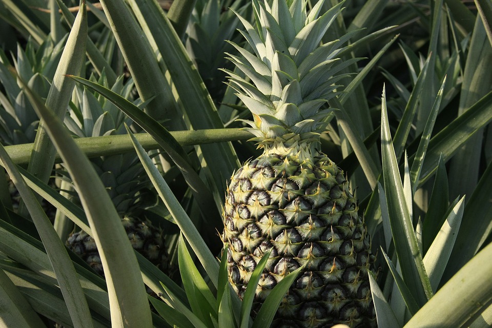 Proč pěstovat ananas? 