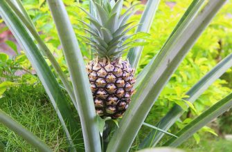 Ananas
