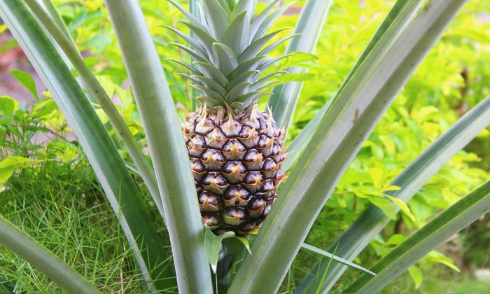 Ananas