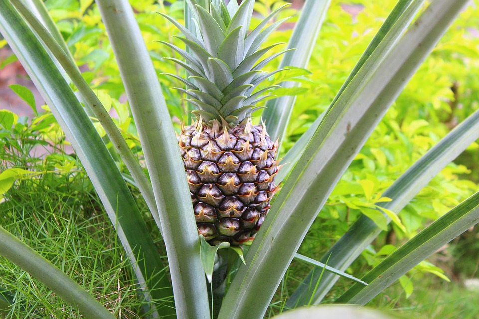 Jakou půdu pro ananas?