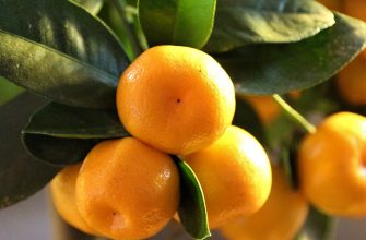 Citrus