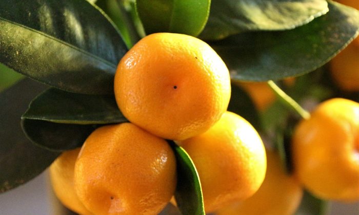 Citrus