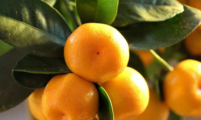 Citrus